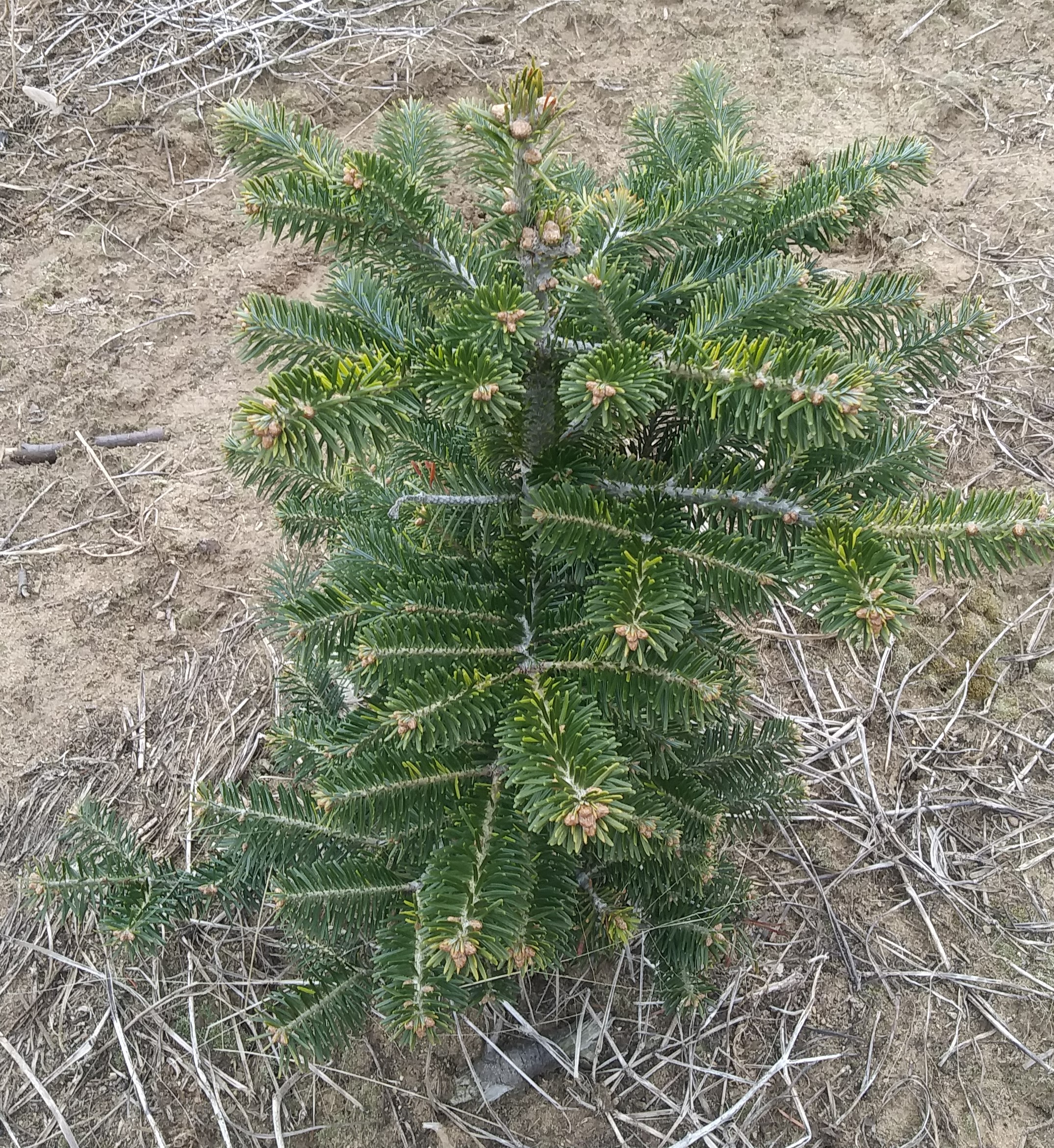 Stunted and twisted growth on a Christmas tree.
